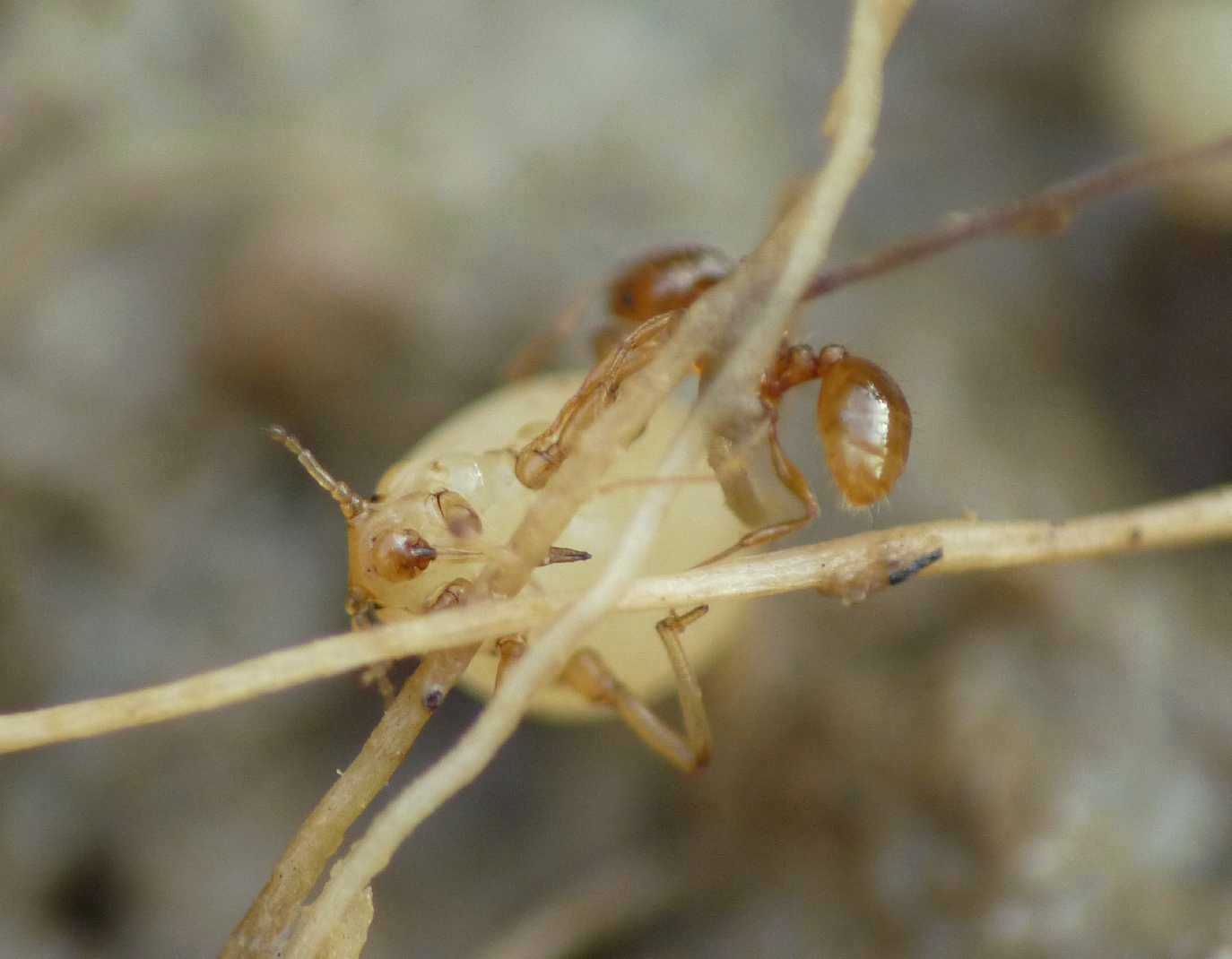 Aphididae ospiti delle formiche Tetramorium : Paracletus cimiciformis